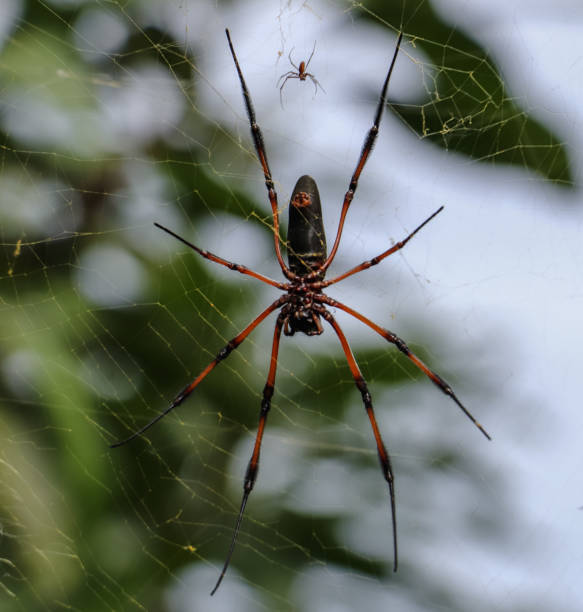istock Spider mother and spider baby 874312646
