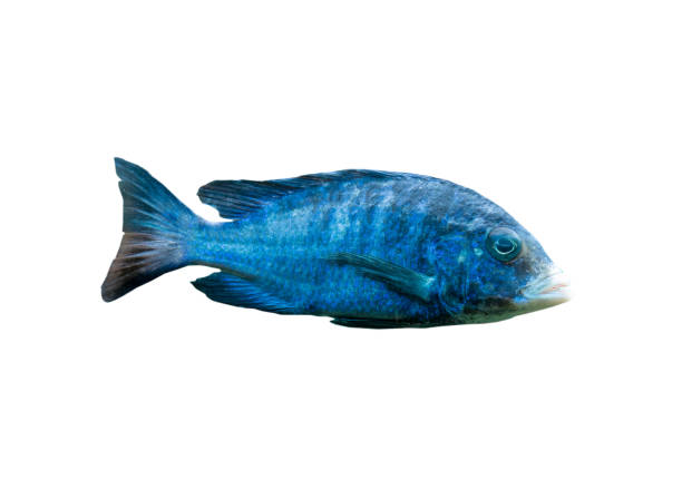 The coral reef fish on white background, isolated