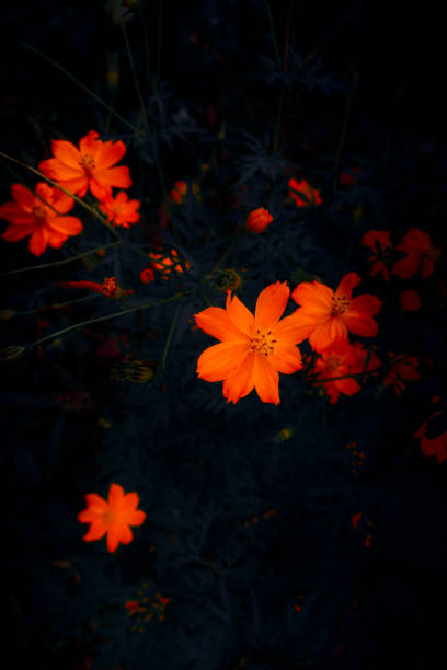 istock Wild Orange Flowers, Dark Background 874313148