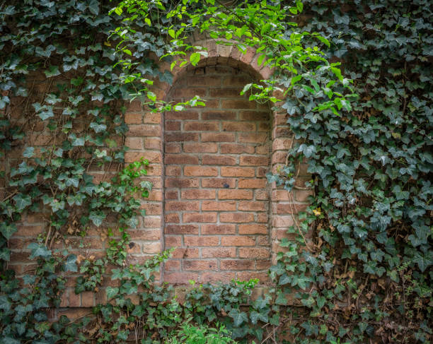 The old brick wall in ivy leaves .
