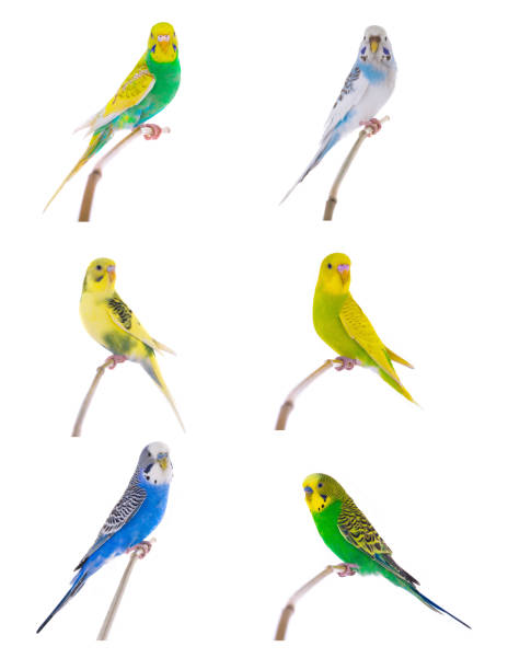 istock variety by color budgies 874314160