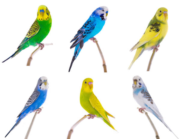 istock variety by color budgie 874314168