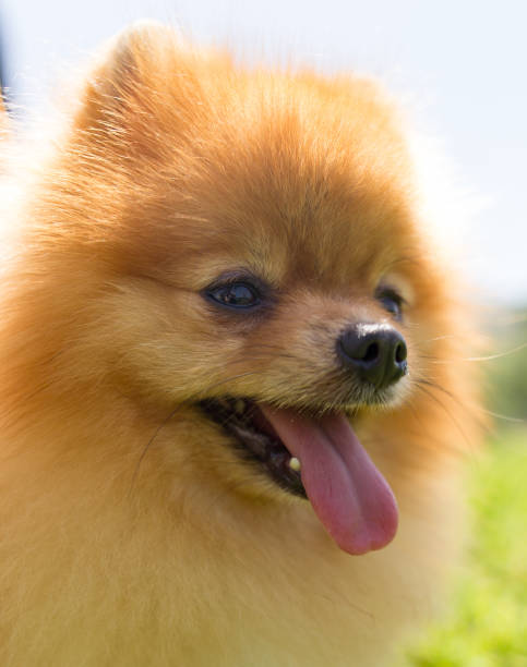 istock a portrait of a thoroughbred dog 874317116