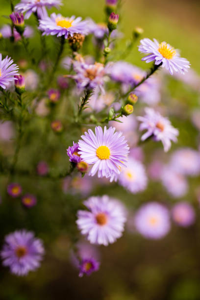 istock beautiful violet flower in nature 874317286