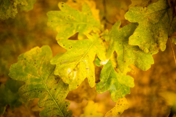 istock yellow oak leaves in the fall 874317384
