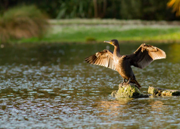 Juvenile pied shag at Western Springs Auckland Juvenile pied shag at Western Springs Auckland drying its wings seafowl stock pictures, royalty-free photos & images