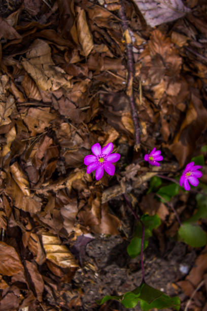 beautiful flowers, petals, blossom in spring, Innsbruck, Austria