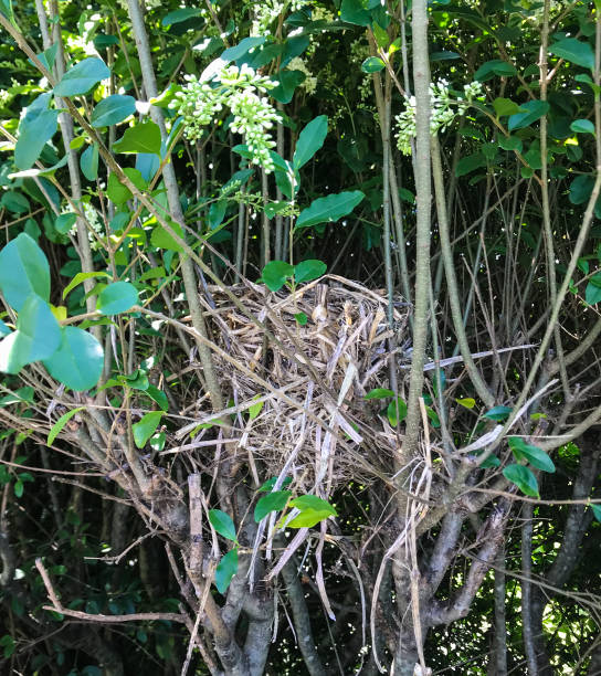 Bird's nest inside the hedge Bird's nest inside the hedge thick chicks stock pictures, royalty-free photos & images