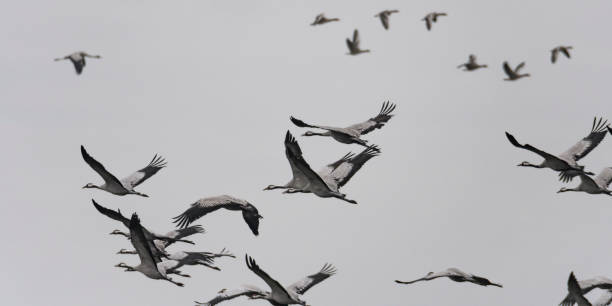 istock Crane birds or Common Cranes feeding in a field during the autumn migration 874320532
