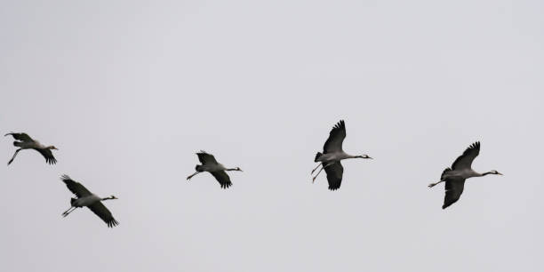 istock Crane birds or Common Cranes feeding in a field during the autumn migration 874320688
