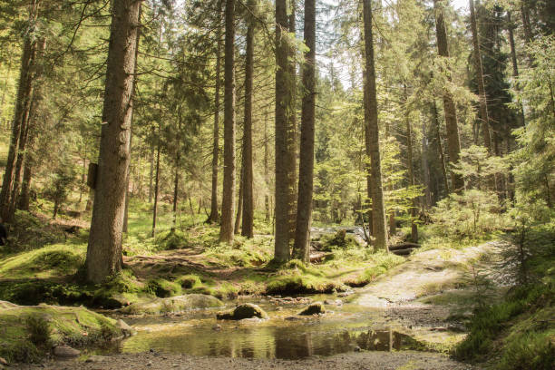 istock Beautiful landscape scene at the small Arbersee in Bavaria 874321802