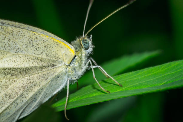 istock Close up of a colorful butterfly 874322004