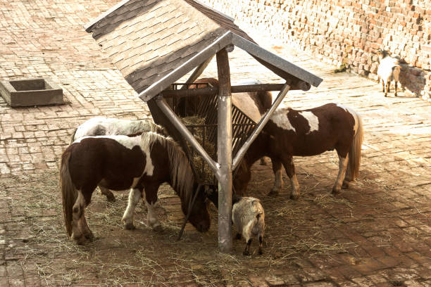 Horses eating hay on the farm with goat