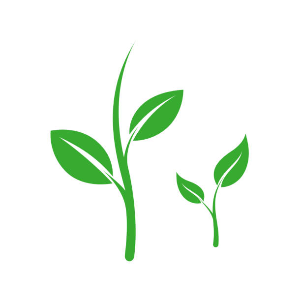 Green sprout with leaves vector art illustration