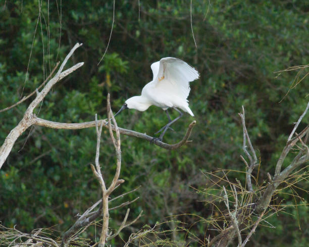 istock Royal spoonbill bird with raised wings 874327136