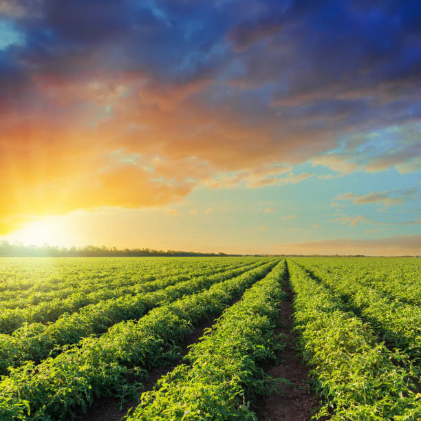 istock green agriculture field with tomatoes and orange sunset in dramatic sky 874330472