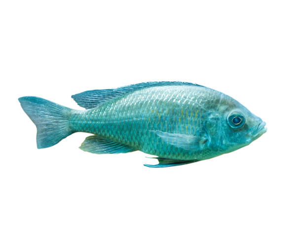 istock The coral reef fish on white background, isolated 874330498