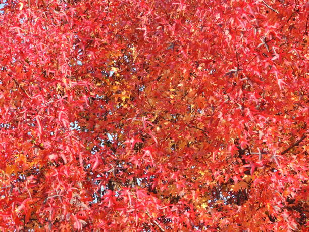 istock Liquidambar styraciflua, commonly called American sweetgum, in fall season with Its red, orange and yellow leaves 874330692