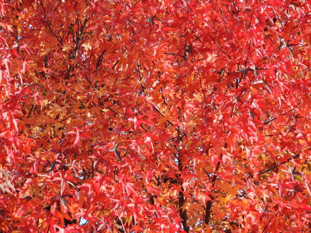 istock Liquidambar styraciflua, commonly called American sweetgum, in fall season with Its red, orange and yellow leaves 874330736