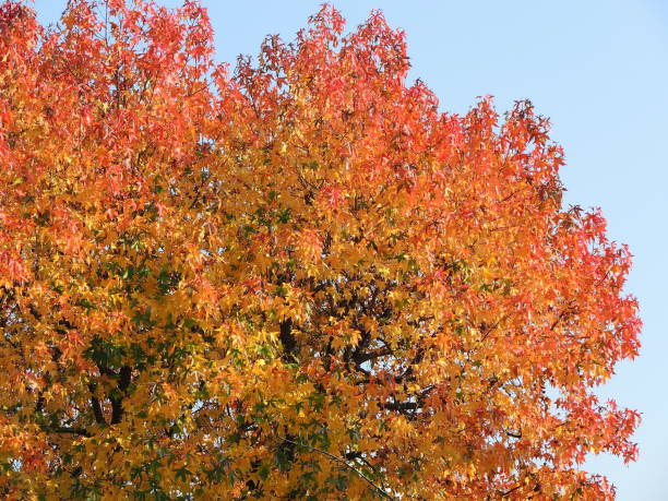 istock Liquidambar styraciflua, commonly called American sweetgum, in fall season with Its red, orange and yellow leaves 874330758