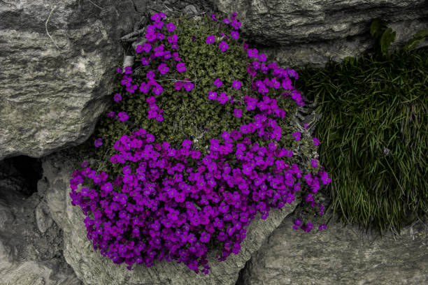 beautiful flowers, petals, blossom in spring, Innsbruck, Austria