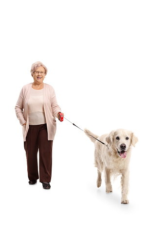 Full length portrait of an elderly woman walking a dog isolated on white background