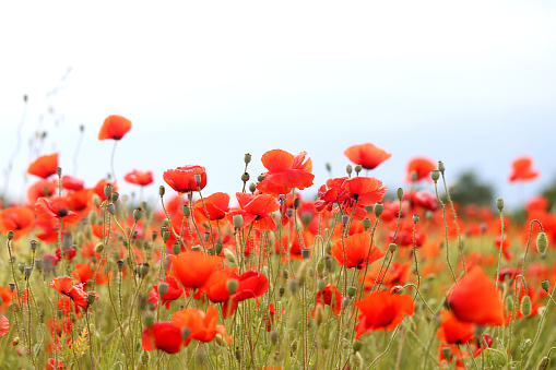 The close-up perspective allows viewers to admire the intricate details of the poppy flowers, from the delicate petals to the striking dark centers. The soft, golden glow of the sunset bathes the poppies in a warm and ethereal light, enhancing their beauty and creating a magical atmosphere.