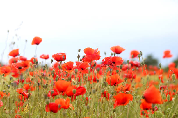 photo of beautiful red poppies - poppy field imagens e fotografias de stock