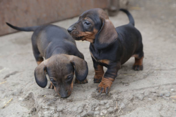 istock Two dachshund puppies outdoor 874333278
