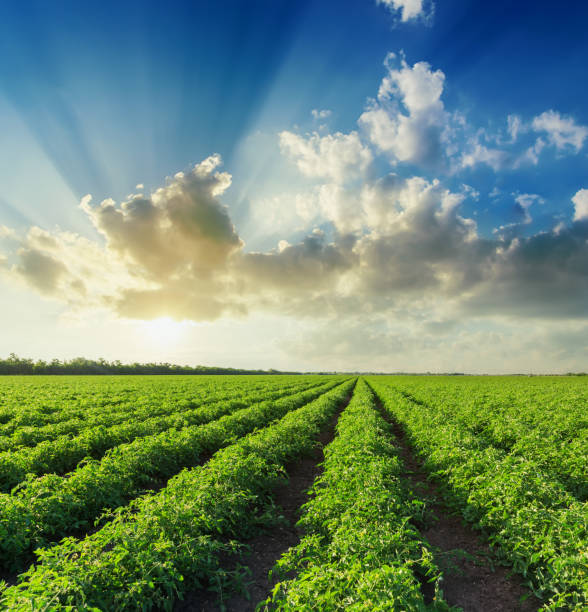 istock sunset in blue sky with clouds over green agriculture field with tomatoes 874338358