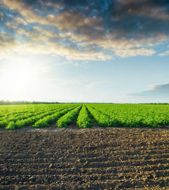 istock black field and green tomatoes bushes in sunset 874338654