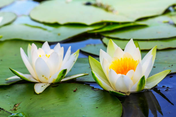 istock closeup white water lilies on a water 874339032