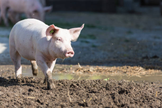 istock pink pigs in the stable 874342662