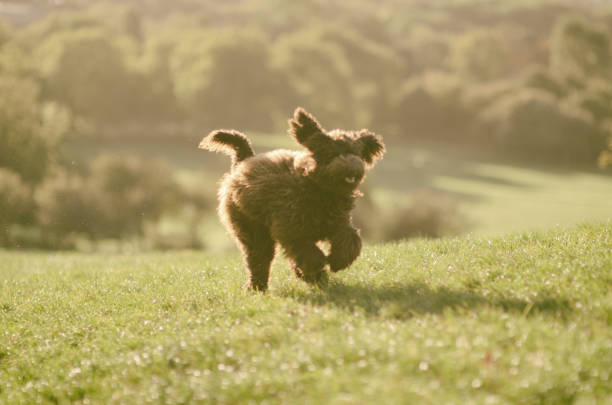 istock Cheerful Brown Labradoodle Running in the Park 874346652