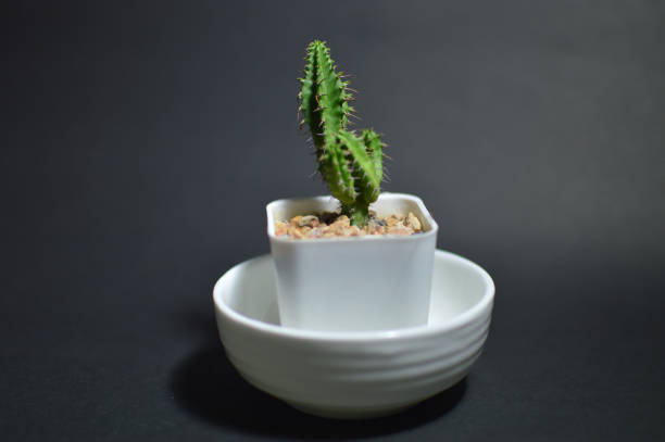 kaktus na czarnym tle - photography indoors studio shot focus on foreground zdjęcia i obrazy z banku zdjęć