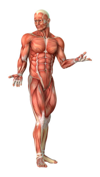 istock 3D rendering male anatomy figure with muscles maps on white 874348200