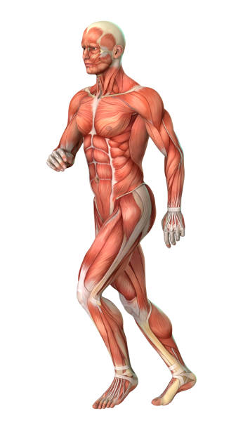 istock 3D rendering male anatomy figure with muscles maps on white 874348212