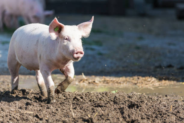 istock pink pig in the stable 874348478