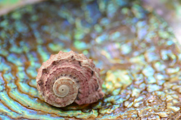 istock Pink Angaria delphinus laying on the backside of an Abalone. 874349014