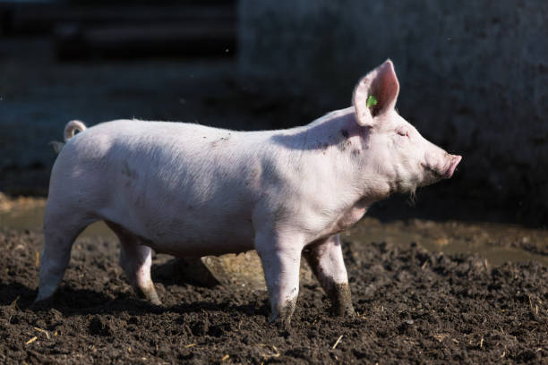 istock pink pig in the stable 874349028