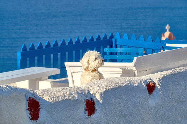 istock Curious white lapdog on white terrase in Oia, Santorini, Greece 874349366