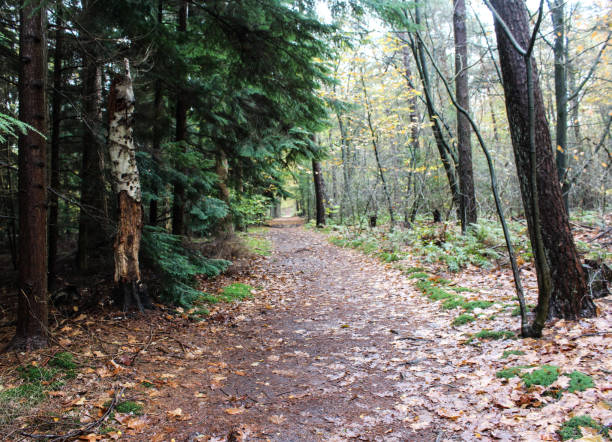 istock Forest Utrechtse heuvelrug in autumn 874352094