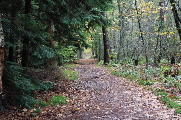 istock Forest Utrechtse heuvelrug in autumn 874352102