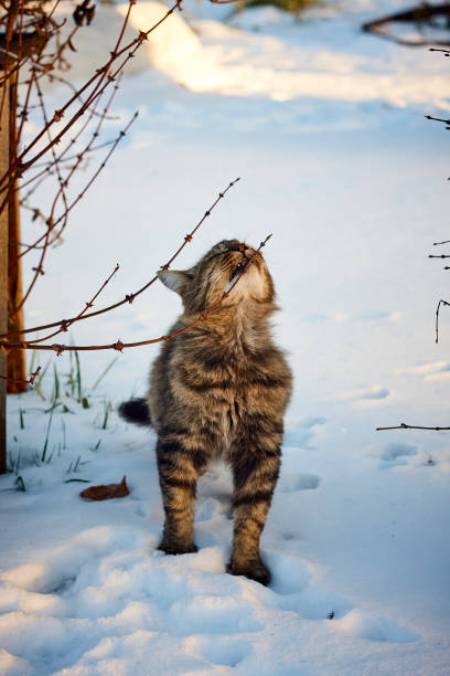 istock fluffy Siberian cat smell branch in winter 874352104