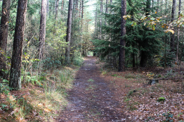 istock Forest Utrechtse heuvelrug in autumn 874352160