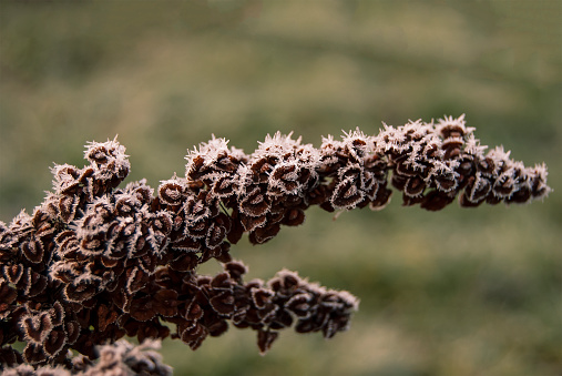 Inflorescence of horse sorrel (Rumex confertus) in late autumn in the frost\