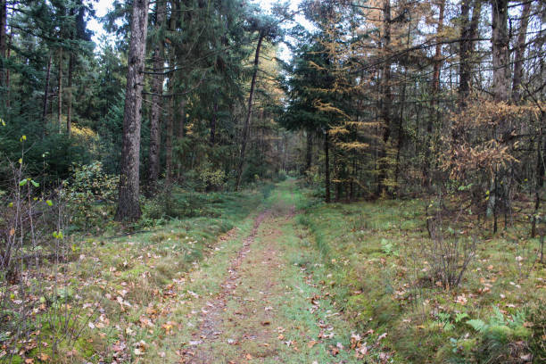 istock Forest Utrechtse heuvelrug in autumn 874352262