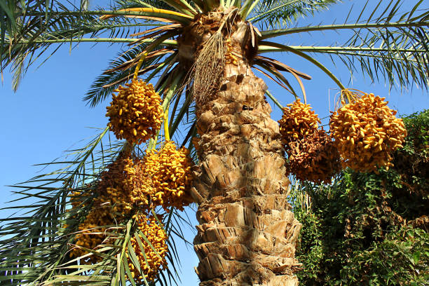 istock Palm tree with bunches of bright orange fruits 874353260