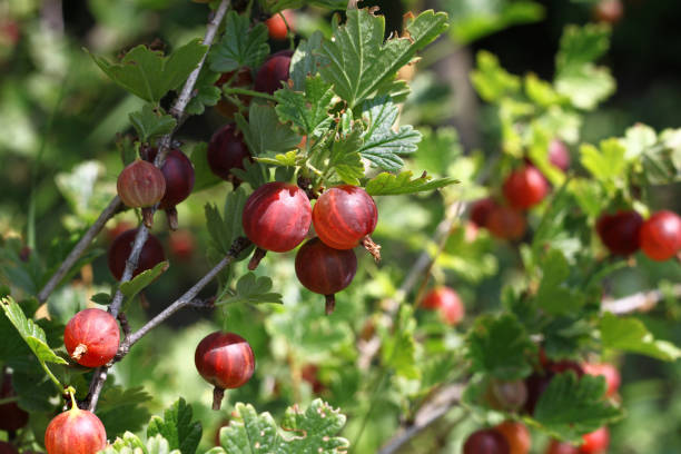rama de grosella con madura - gooseberry fruit bush green fotografías e imágenes de stock