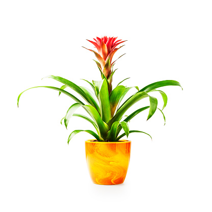 Red guzmania houseplant in flower pot isolated on white background clipping path included